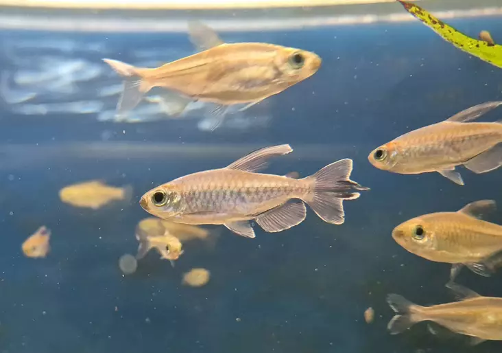 Kongotetra (Phenacogrammus interruptus) - Akvaariokalat - KALA15 - 1