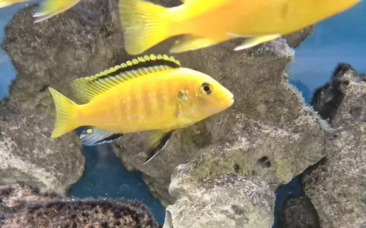 Sinihuuliahven (Labidochromis caeruleus) - Akvaariokalat - MALAWI5 - 1