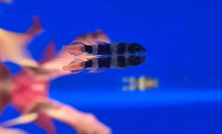 Vyövaanija (Epiplatys annulatus) - Akvaariokalat - KALA5 - 1