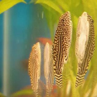 Juovaperhosnuoliainen Sewellia lineolata - Akvaariokalat - KALA26 - 1