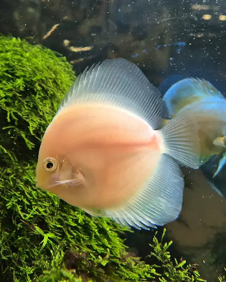 Kiekkokala White (Symphysodon discus) - Akvaariokalat - KIEKKO6 - 3