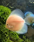 Kiekkokala White (Symphysodon discus) - Akvaariokalat - KIEKKO6 - 3