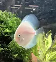 Kiekkokala White (Symphysodon discus) - Akvaariokalat - KIEKKO6 - 2