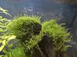 Vesiculiria Dubyana - Akvaariokasvit - KASVI16 - 2