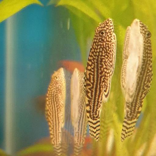 Juovaperhosnuoliainen Sewellia lineolata - Akvaariokalat - KALA26 - 1