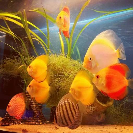 Kiekkokala White (Symphysodon discus) - Akvaariokalat - KIEKKO6 - 1