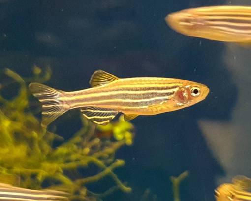Seeprakala (Danio rerio) - Akvaariokalat - KALA16 - 1