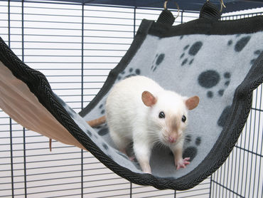 Savic Relax De Luxe Flat Medium 25 x 30cm riippumatto - Kanin ja jyrsijöiden lelut ja aktivointi - 5411388059286 - 1