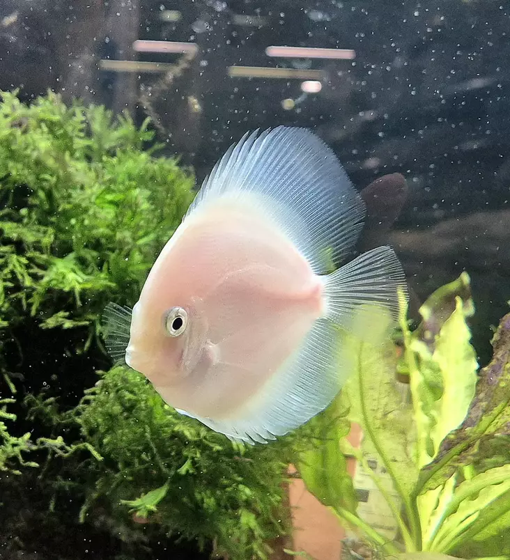 Kiekkokala White (Symphysodon discus) - Akvaariokalat - KIEKKO6 - 2