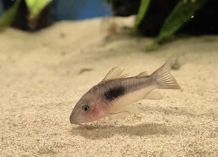 Kuparimonninen (Corydoras aeneus) - Akvaariokalat - MONNI6 - 1