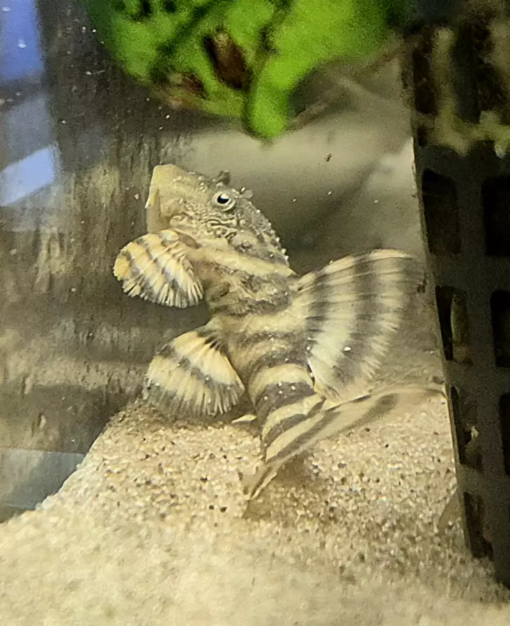 Panqolus changae L226 - Akvaariokalat - PLEKOL226 - 1