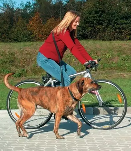 Trixie Juoksuhihna - Hiihto- ja juoksuvyöt ja hihnat - 4011905012827 - 1