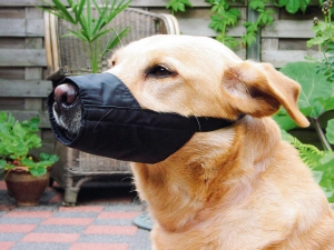 Beeztees Kuonokoppa koiralle - Koiran kuonokopat ja kaulurit - 8712695021117 - 1