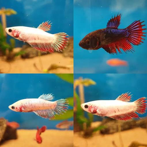 Taistelukala naaras (Betta splendens) - Akvaariokalat - KALA7 - 1