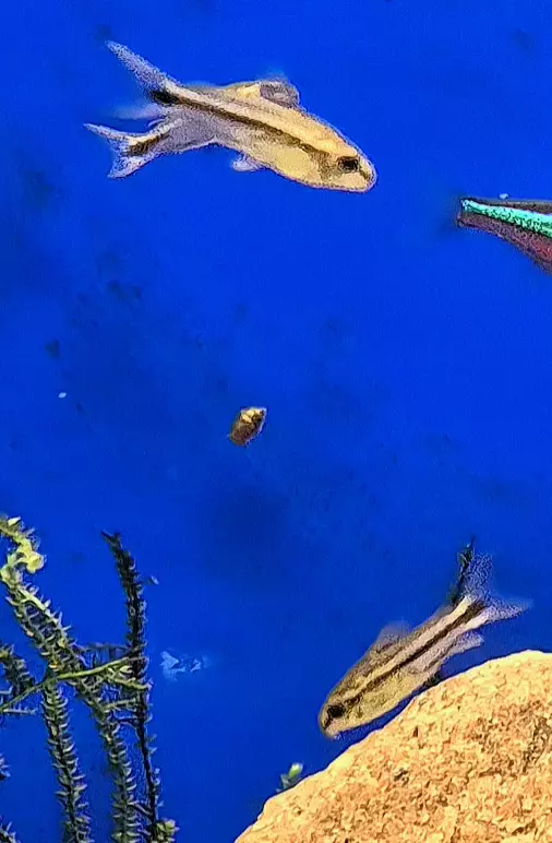 Kääpiömonninen (Corydoras pygmaeus) - Akvaariokalat - MONNI7 - 1