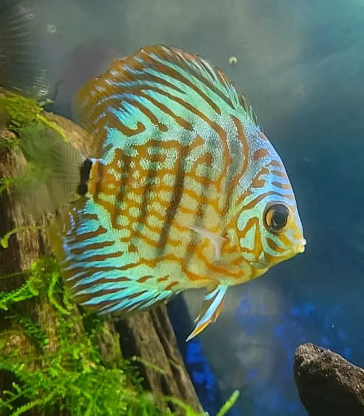 Kiekkokala Punaturkoosi - Akvaariokalat - KIEKKO7 - 1