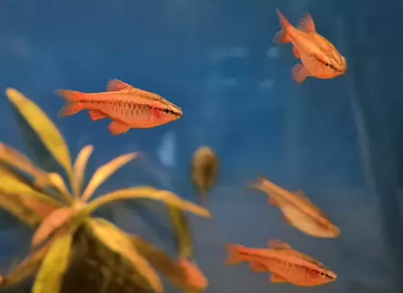 Kirsikkabarbi (Puntius titteya) - Akvaariokalat - KALA18 - 1