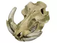 Aqua Ornaments "Warthog skull" 28669 - Akvaariokoristeet - 4033766286698 - 1