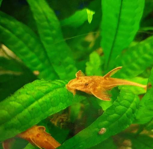 Punanoitamonni (Leliella (Rineloricaria) sp.) - Akvaariokalat - KALA8 - 1