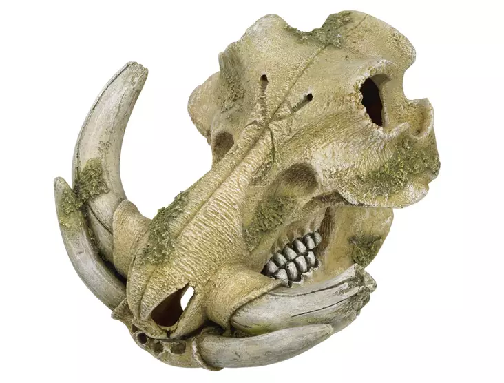 Aqua Ornaments "Warthog skull" 28669 - Akvaariokoristeet - 4033766286698 - 1