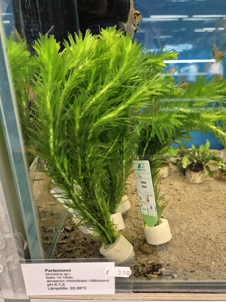 Elodea Densa - Akvaariokasvit - KASVI28 - 1