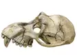 Nobby Aqua Ornaments "MONKEY SKULL" Apinan kallo 28253 - Akvaariokoristeet - 4033766282539 - 1