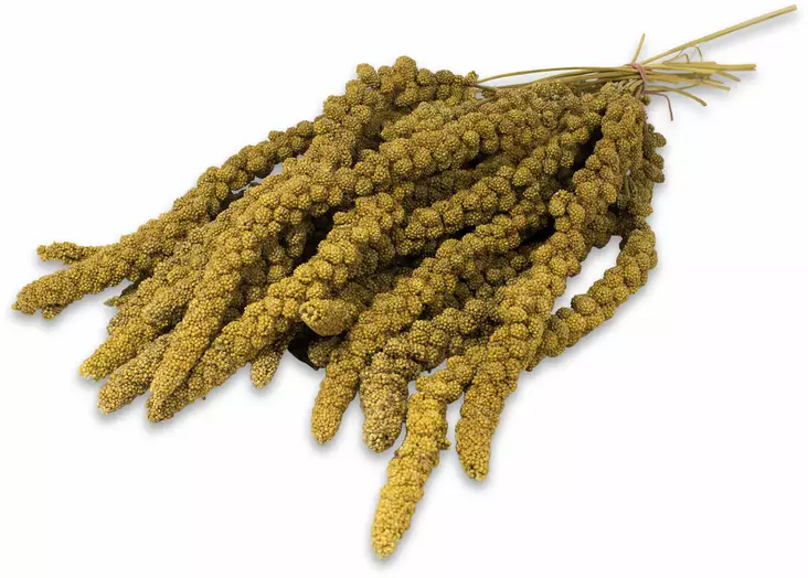 Jr. Farm Keltainen Hirssintähkä linnuille 500g - Lintujen ruoka ja herkut - 4024344005039 - 2