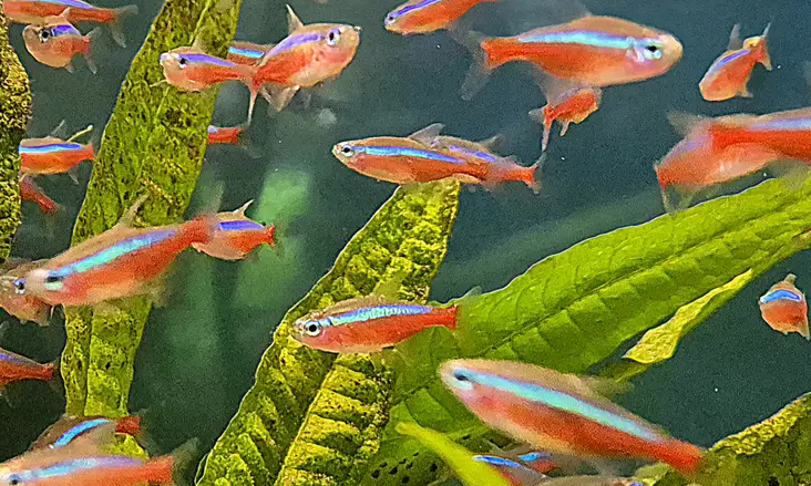 Kardinaalitetra (Paracheirodon axelrodi) - Akvaariokalat - KALA19 - 1