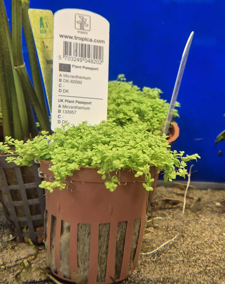 Micranthemum - Akvaariokasvit - KASVI9 - 1