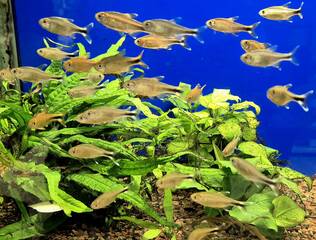 Kuparitetra (Hasemania nana) - Akvaariokalat - KUPARITETRA - 1