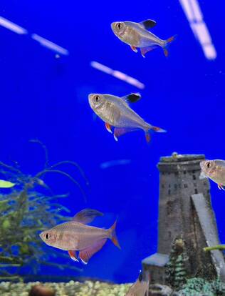 Ruusutetra (Hyphessobrycon rosaceus) - Akvaariokalat - RUUSUTETRA - 2