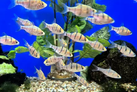 Viisiraitabarbi (Desmopuntius pentazona) - Akvaariokalat - VIISIRAITA - 1