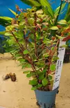 Ludwigiasp. super red - Akvaariokasvit - LUDWIGIA - 2