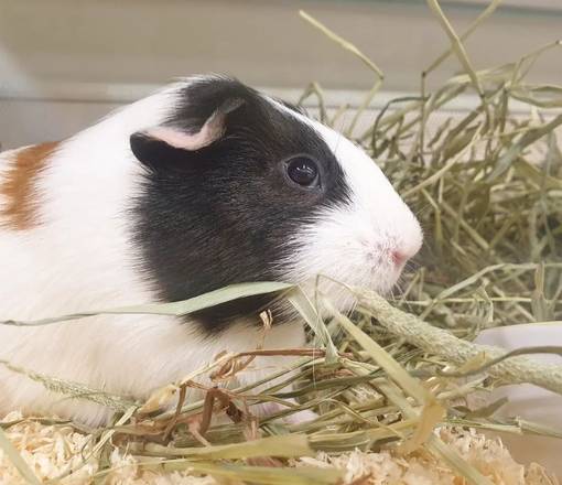 Kanin tai marsun ruokintaneuvonta - Lemmikkien ruokintaneuvonta - KANINEUVONTA - 1