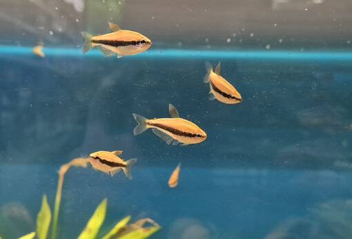 Kerritetra (Inpaichthys kerri) - Akvaariokalat - KERRITETRA - 1