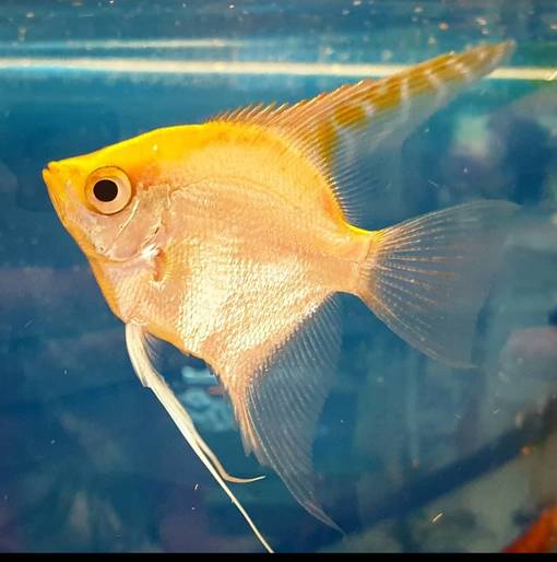 Lehtikala (Pterophyllum scalare) - Akvaariokalat - LEHTIKALA - 1