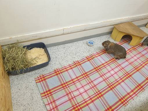 Lemmikin lomahoito - Pieneläinten lomahoito - LOMA - 1