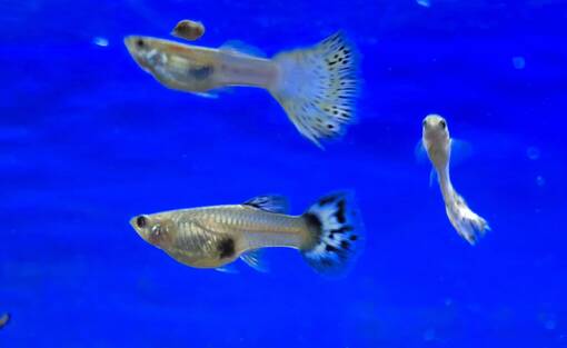 Miljoonakala (Poecilia reticulata) - Akvaariokalat - MILJOONAKALA - 1