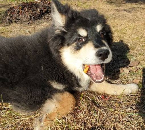 Ruokintaneuvonta - Lemmikkien ruokintaneuvonta - RUOKANEUVONTA - 1