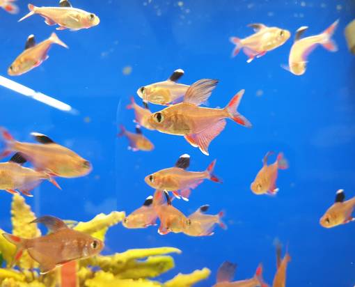 Ruusutetra (Hyphessobrycon rosaceus) - Akvaariokalat - RUUSUTETRA - 1