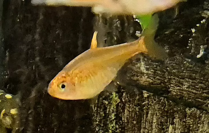 Hehkutetra (Hyphessobrycon amandae) - Akvaariokalat - HEHKUTETRA - 1