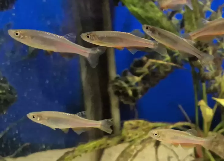 Hohtoseeprakala (Danio albolineatus) - Akvaariokalat - HOHTOSEEPRA - 1