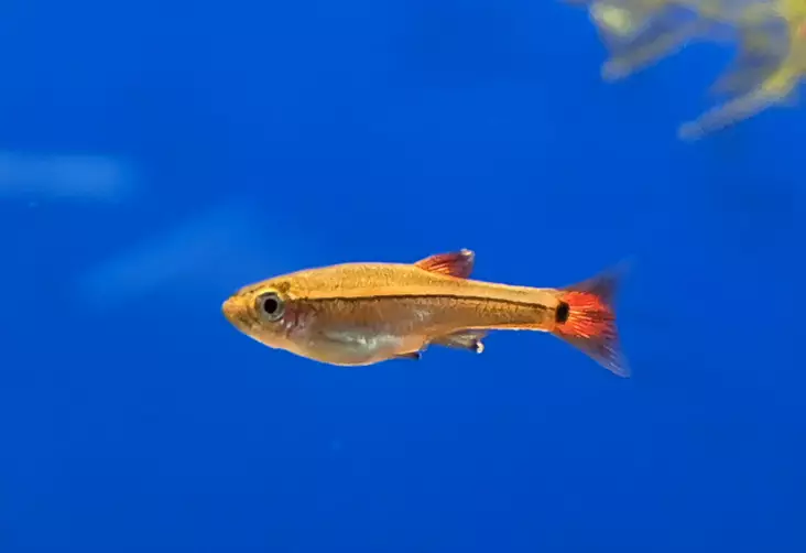Kardinaalikala (Tanichthys albonubes) - Akvaariokalat - KARDINAALIKALA - 1