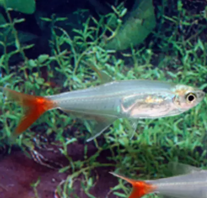 Lasitetra (Prionobrama filigera) - Akvaariokalat - LASITETRA - 1