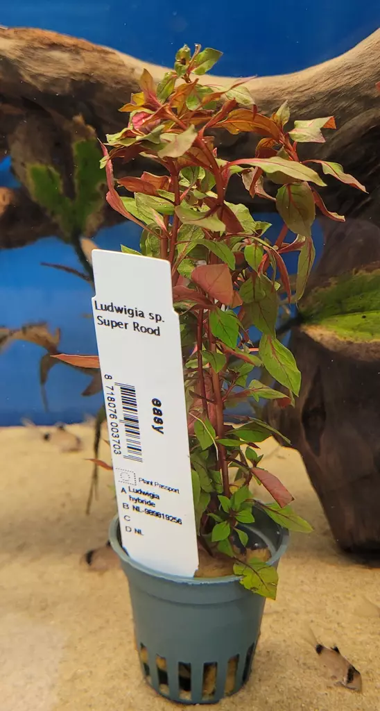 Ludwigiasp. super red - Akvaariokasvit - LUDWIGIA - 1