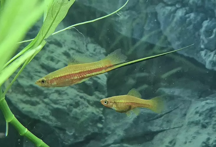 Miekkapyrstö (Xiphophorus hellerii) - Akvaariokalat - MIEKKA - 1