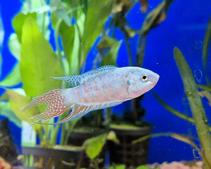 Paratiisikala (Macropodus opercularis) - Akvaariokalat - PARATIISIKALA - 1