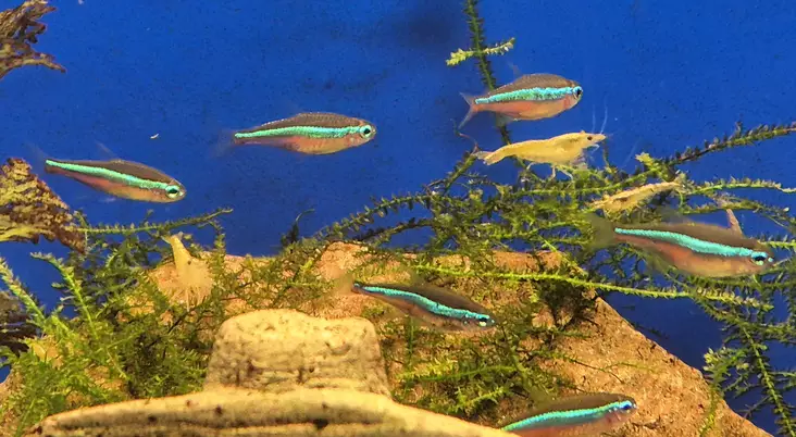 Sinineontetra (Paracheirodon simulans) - Akvaariokalat - SININEOTETRA - 1