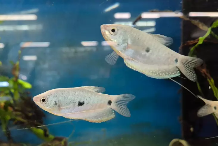 Sinirihmakala Trichogaster trichopcerus - Akvaariokalat - RIHMAKALA - 1