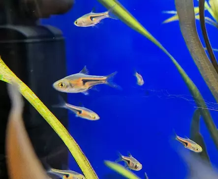 Rusokiilakylki (Trigonostigma espei) - Akvaariokalat - RUSOKIILAKYLKI - 1